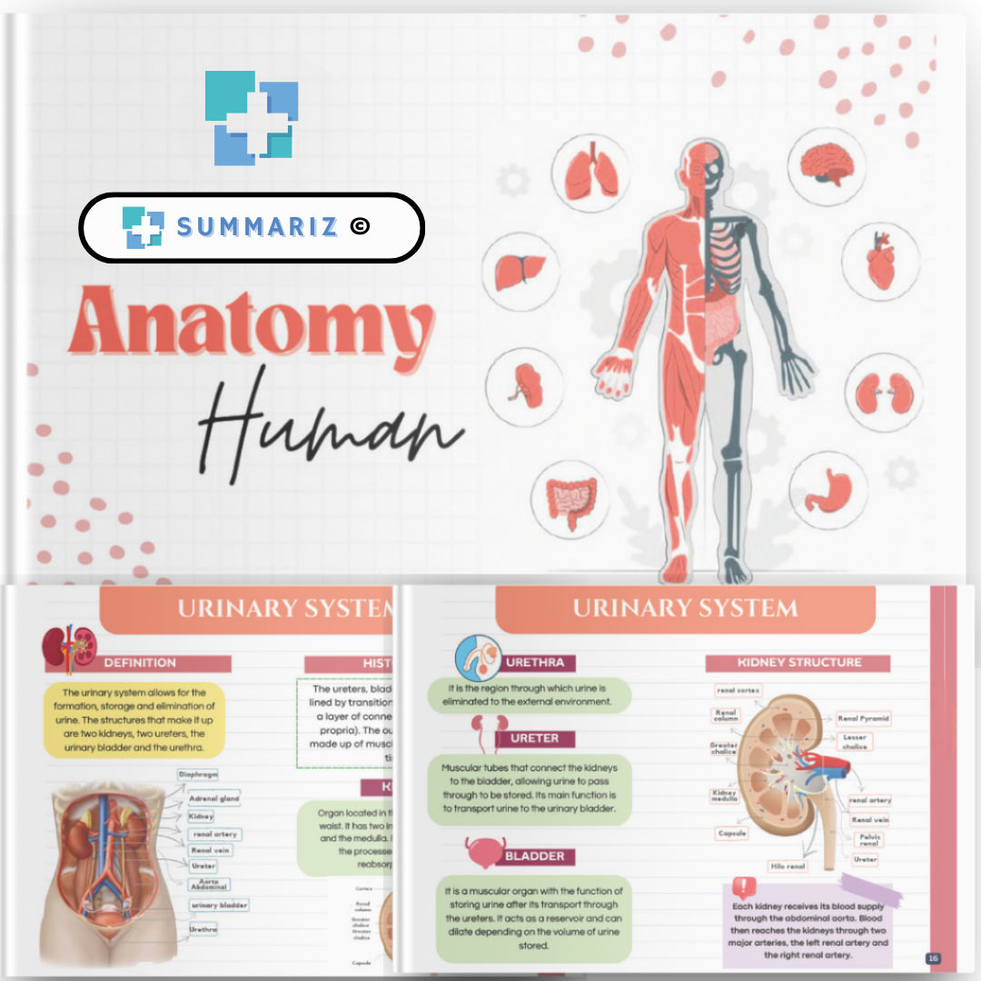 Human Anatomy, Anatomical Studies, Urinary System, Integumentary System, Respiratory System, Reproductive System, Nervous System, Muscular System, Skeletal System, Endocrine System, Digestive System, Cardiovascular System, Articular System, Healthcare Education, Medical Reference, Clinical Practice, Medical Studies, Study Material, Digital Guide, PDF Material, Anatomical Variations, Biotypes, Anatomical Terms, Body Movements, Histology, Kidney Structure, Nephron Structure, Renal Function, Epidermis, Dermis,